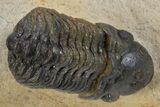 Two Detailed Reedops Trilobite - Atchana, Morocco #300612-1